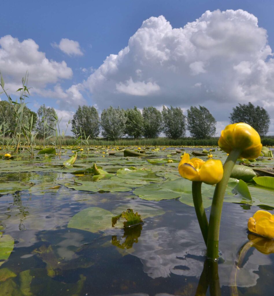 Nederlandse natuurfoto's voor akoestische fotowanden