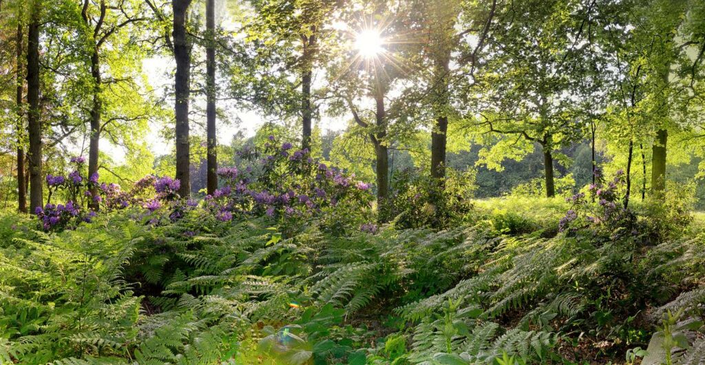 Natuurfoto's voor akoestiekwanden